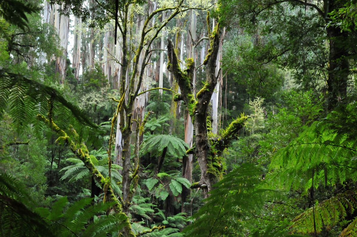 Tarra-Bulga rainforest (Wikimedia Commons)